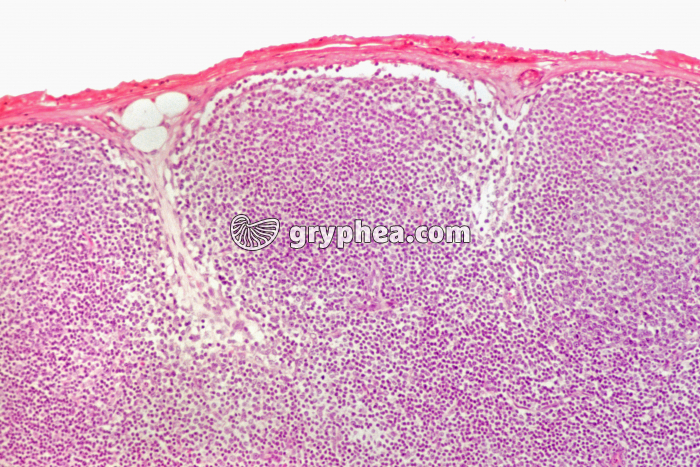 Thymus x40 - gryphea.org